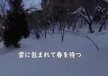 雪に包まれて春を待つ